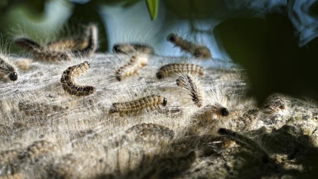 »Gift-Raupen«: Stadt stark betroffen