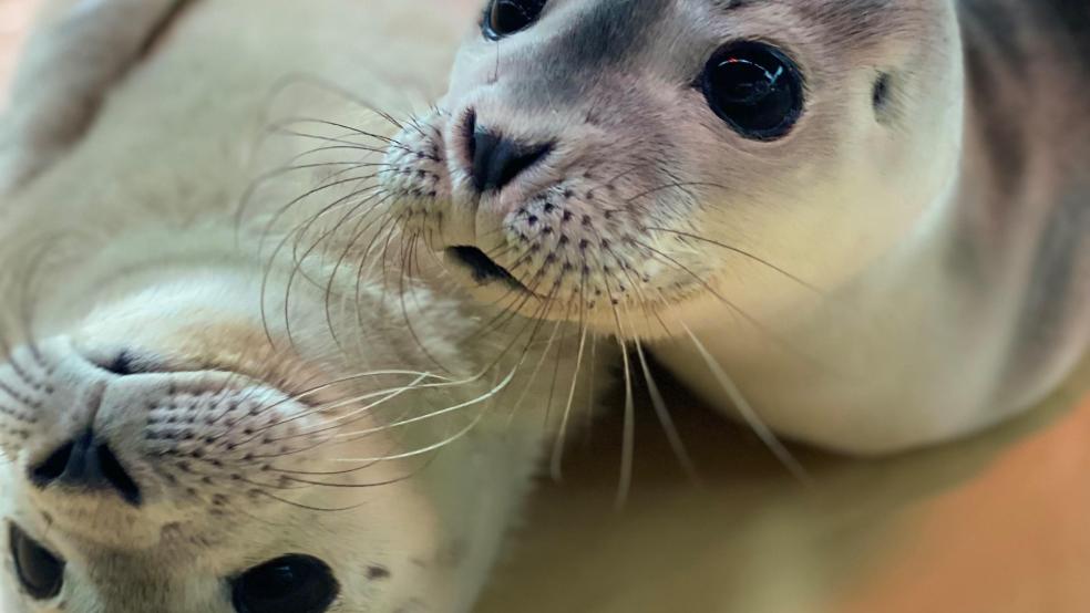 Die ersten beiden mutterlosen jungen Seehunde der Saison 2022 kamen am 15. und 20. Mai in die Aufzuchtstation in Norddeich. Die sogenannten Heuler waren auf Norderney von Spaziergängern entdeckt und der Station gemeldet worden. Sie wurden Franz und Jupp genannt. © dpa/Seehundstation Norddeich