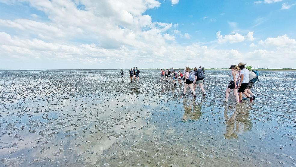 Watt ein Erlebnis: Die Nationalparkverwaltung zieht nach dem Geburtstagsprogramm eine positive Bilanz.  © Foto: Hohmann/NLPV