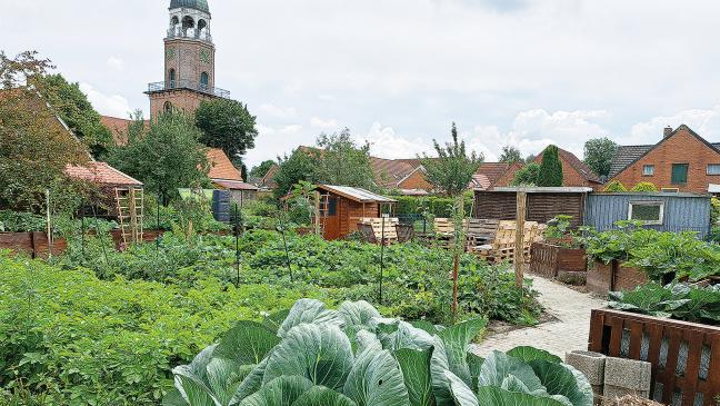 Gemüse ernten  im Wierde-Park