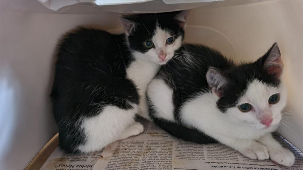 Insgesamt 48 Katzen, unser Symbolbild zeigt eine Katze und ihr Junges, wurden am Montag in einem Privathaus in der Gemeinde Westoverledingen eingefangen.  © Foto: Archiv