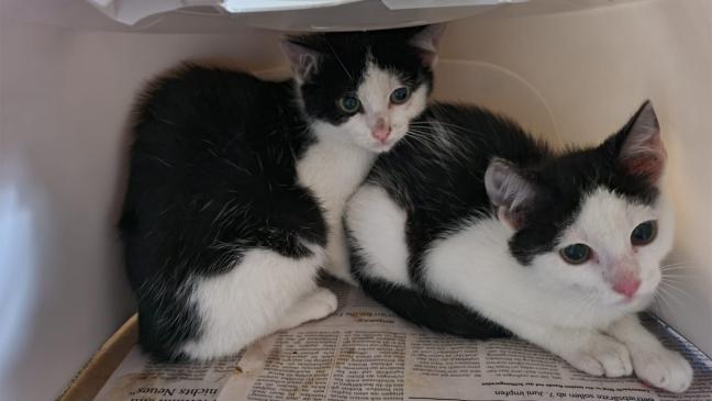 48 Katzen wurden aus Privathaus geholt