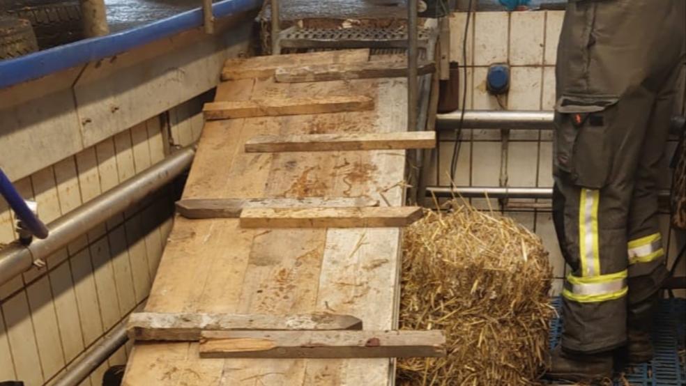 Ein Bulle wurde von der Feuerwehr aus einer misslichen Situation befreit. © Behrends/Feuerwehr Berumerfehn