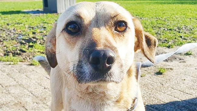 »Betty« sucht ein neues Zuhause