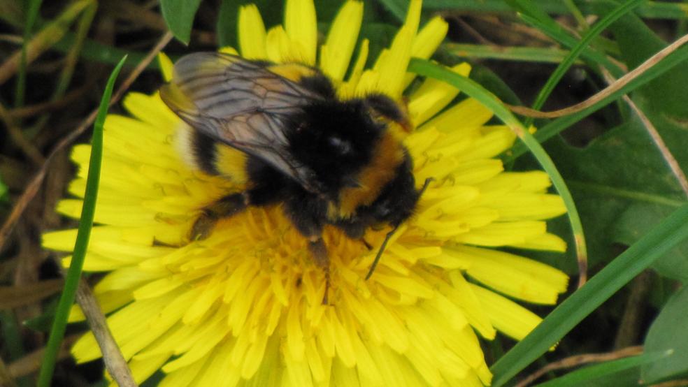 Dunkle Erdhummel auf der Blüte vom Gemeinen Löwenzahn. © Detlef Kolthoff