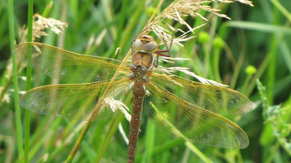 Braune Mosaikjungfer am Erlensee in Stapelmoor. © Detlef Kolthoff