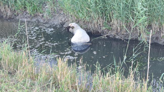 Feuerwehr rettet Schaf aus größter Not
