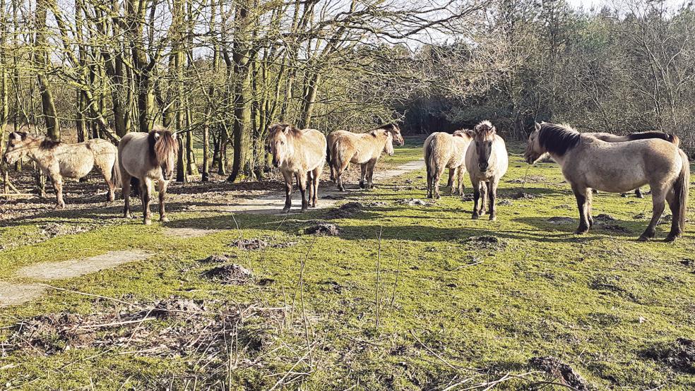 Der Hessepark in Weener bleibt noch mindestens bis September geschlossen.  © Foto: Berents/Archiv