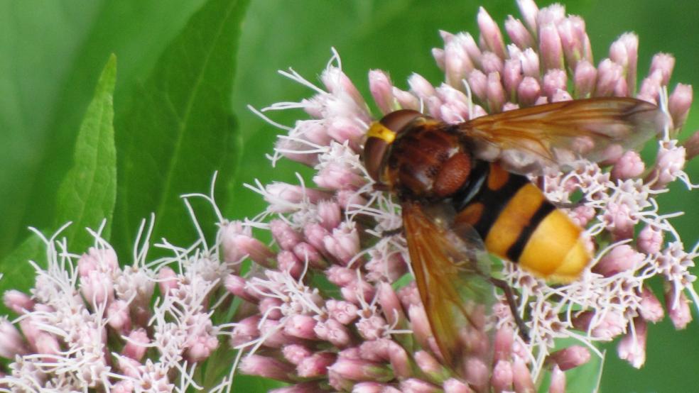 Hornissenschwebfliege (Volucella zonaria). © Detlef Kolthoff