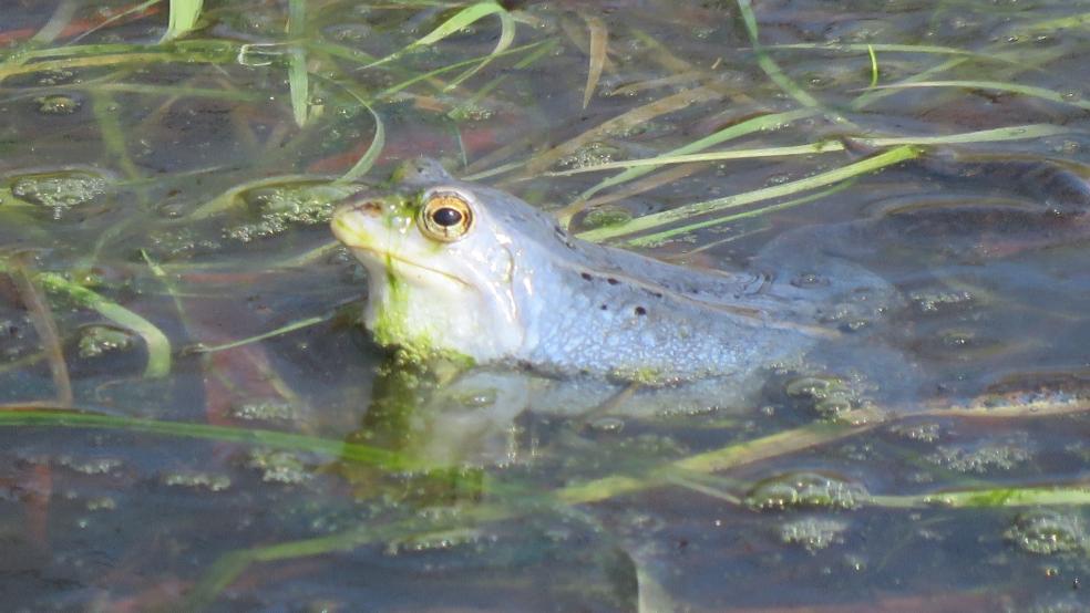 Moorfrosch im Moor in Jemgumgeise. © Detlef Kolthoff