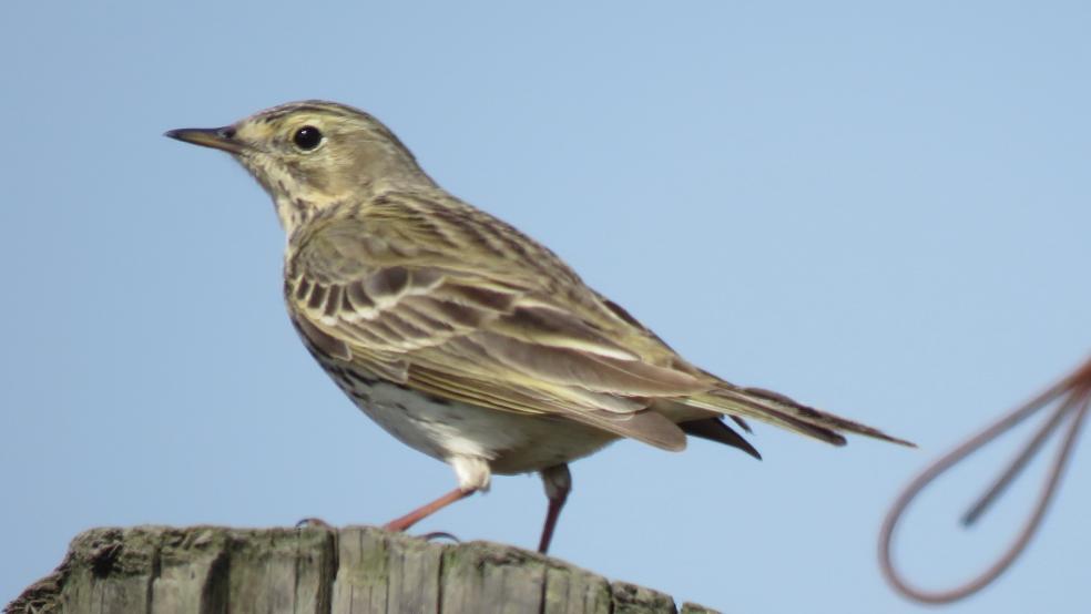 Wiesenpieper auf einem Zaunpfahl in Jemgumgeise. © Detlef Kolthoff