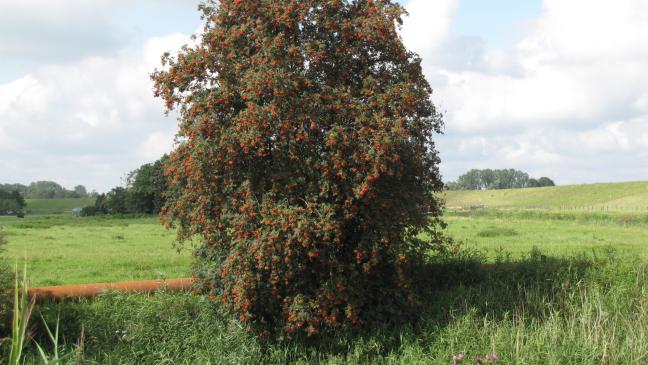 Die Vogelbeere