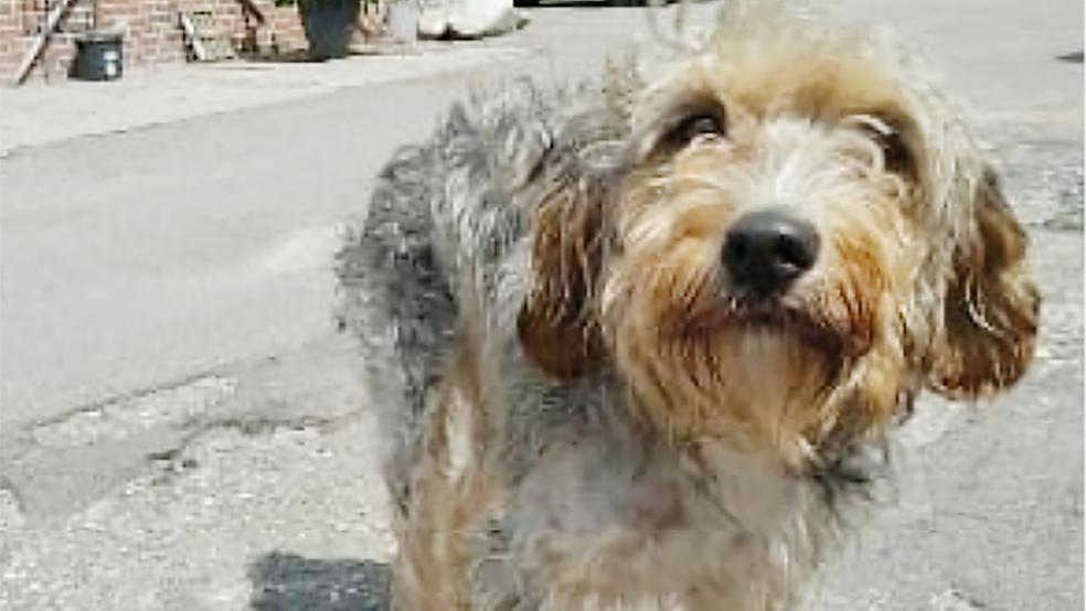 »Hanna« sucht ein neues Zuhause.  © Foto: Tierschutz