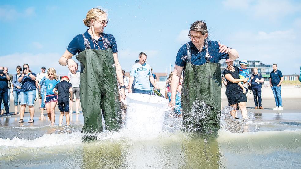 Maria Oetjen (rechts) trägt mit Hilfe von Lea Lübben Jungtiere vom Kleingefleckten Katzenhai in einem Behältnis ins Wasser. Das Borkumer Nordsee-Aquarium züchtet Katzenhaie - nun sind die Tiere vor der ostfriesischen Insel ausgewildert worden.  © Foto: Sina Schuldt/dpa