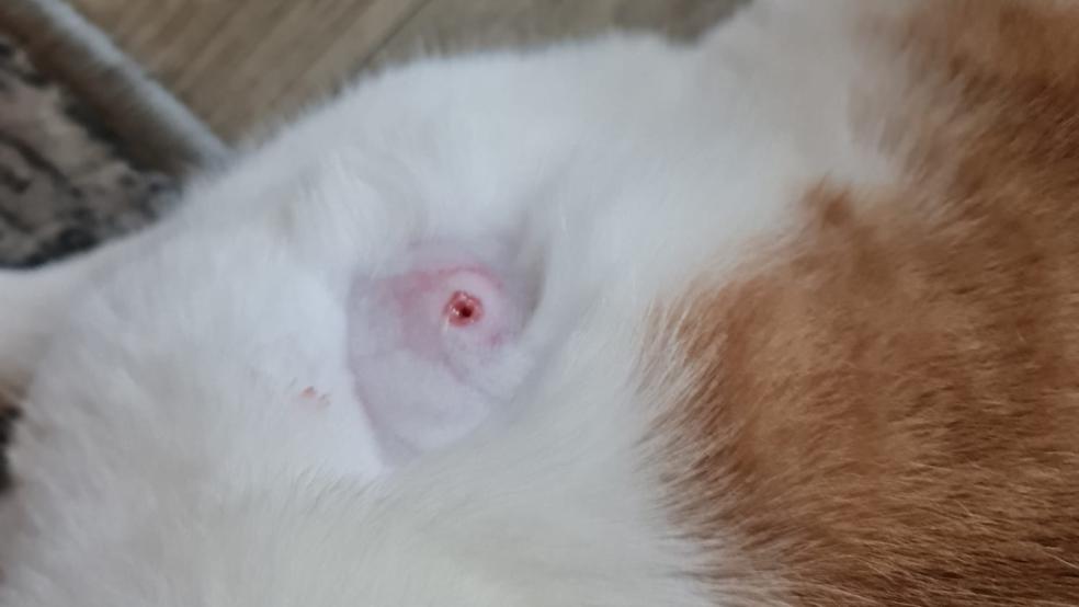 Auf einen Kater wurde in Wymeer geschossen. Er verletzte sich schwer, überlebte aber.  © privat