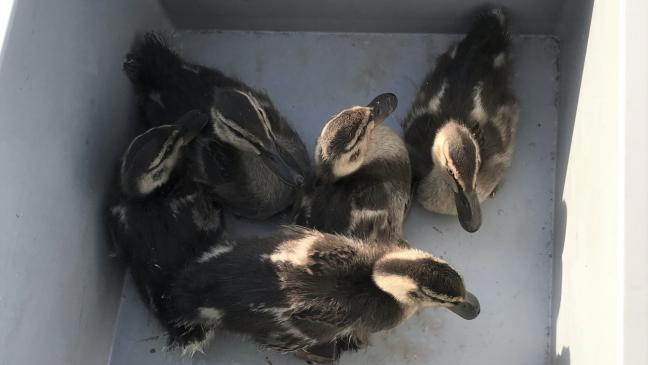 Polizei und Feuerwehr retten Entenküken aus Notlage