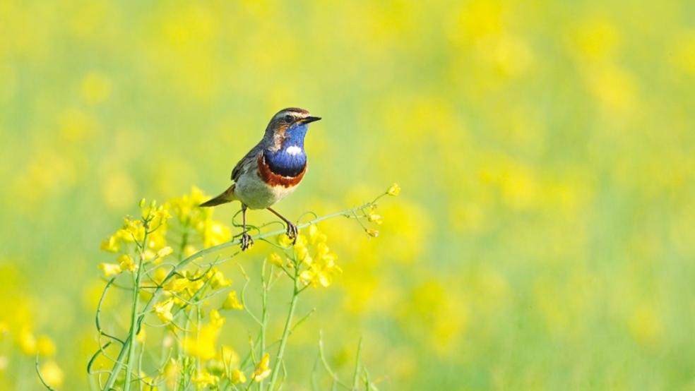 Blaukehlchen in einem Rapsfeld im Bunder Interessentenpolder. © Detlef Kolthoff