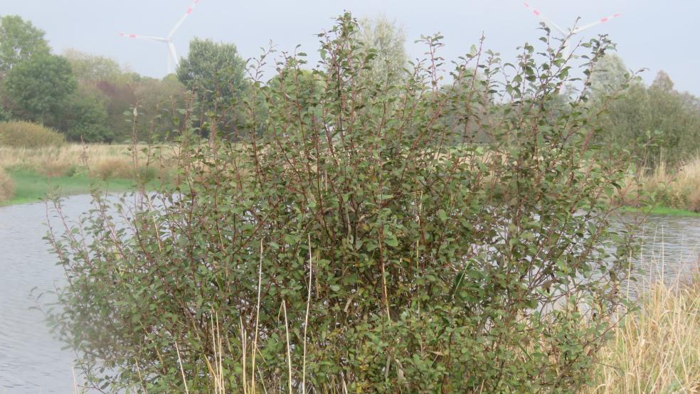 Öhrchen-Weide an einem Gewässer in Nüttermoor. © Detlef Kolthoff