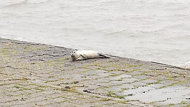 Putzmunter auf der Bohrinsel