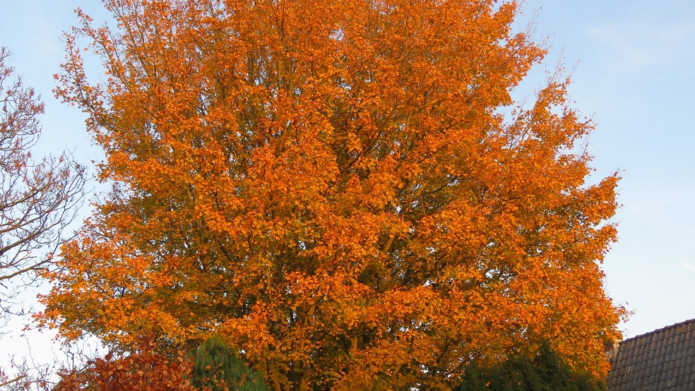 Älterer Baum in der Ahornstraße in Bunde mit schöner Herbstfärbung. © Detlef Kolthoff