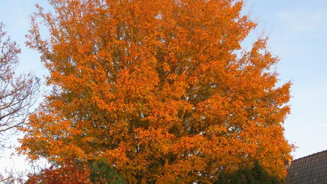 Der Baum, der »Hubschrauber« macht