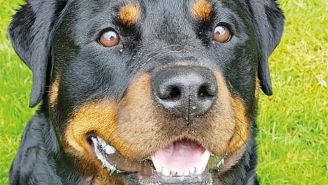 Ruhiger Haushalt wäre ideal