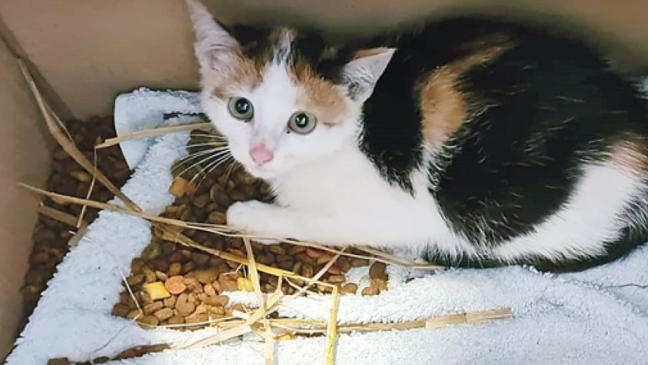 Katzenelend nimmt immer weiter zu