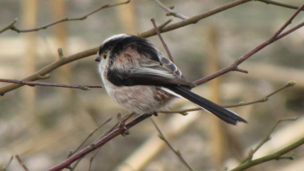 Schwanzmeisen sind im Winter oft in großen Gruppen am Futterplatz zu beobachten. © Detlef Kolthoff