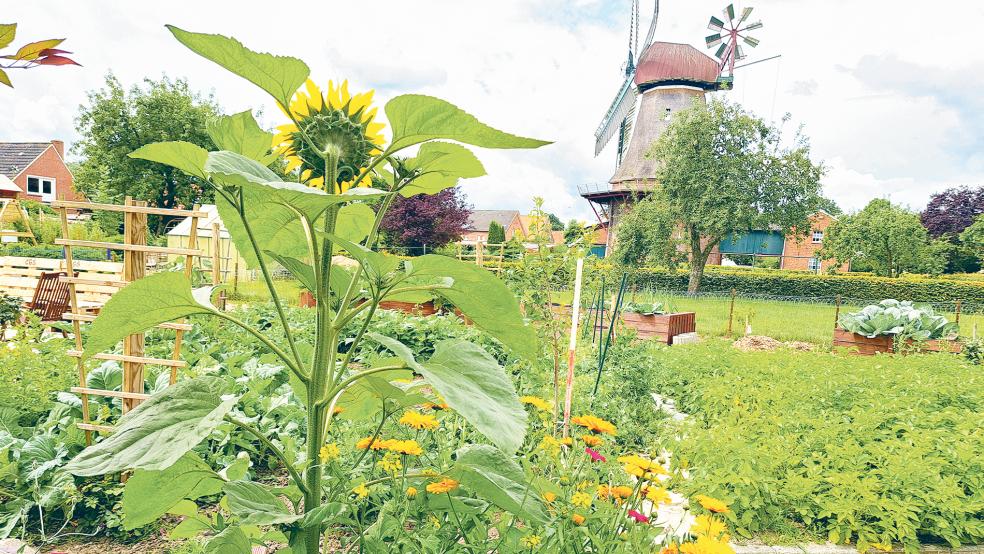 Idylle in der Ortsmitte: Der Projekt-Garten.  © Foto: Szyska