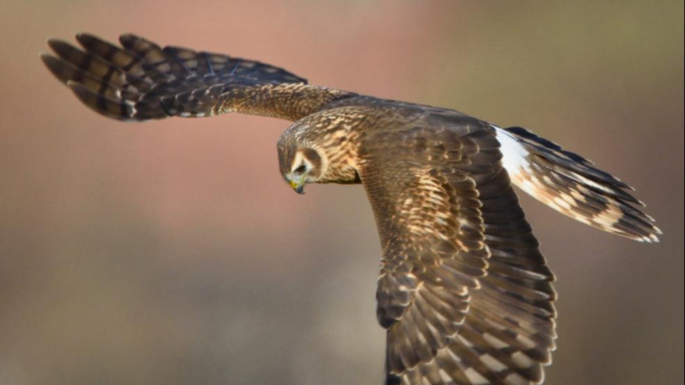 Kornweihe, Weibchen, im Beuteflug im Wymeerster Hammrich. © Detlef Kolthoff