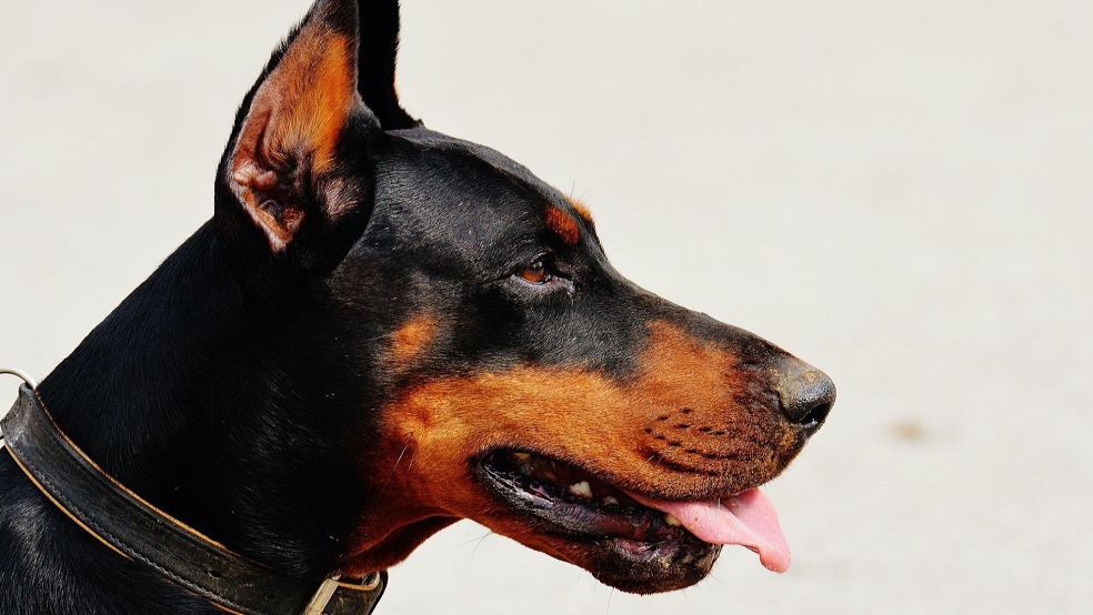 Ein Hund hat auf Norderney einen Einbruch verhindert. © Pixabay