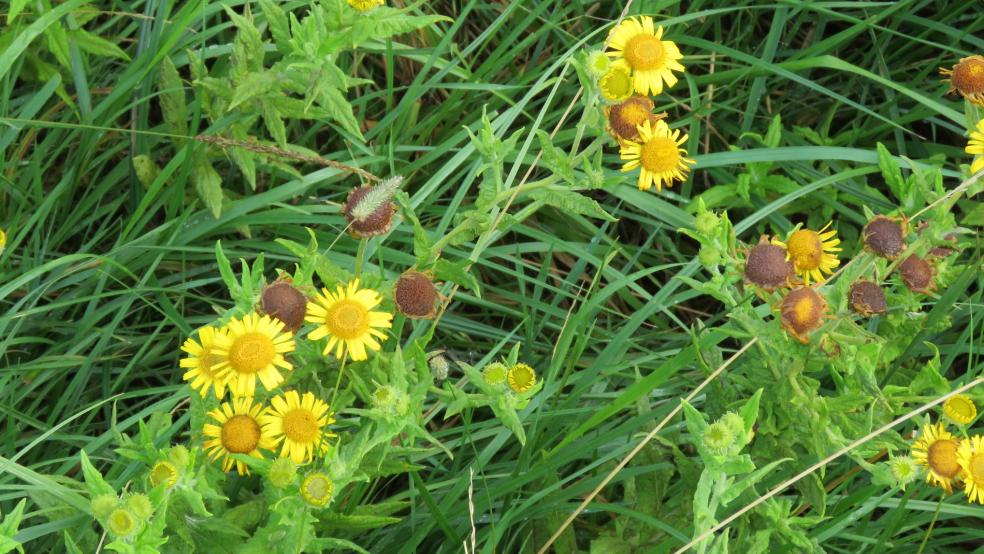 Blüten vom Ruhr-Flohkraut, ausgeblüht, braun, in voller Blüte und nicht blühende Köpfe. © Detlef Kolthoff