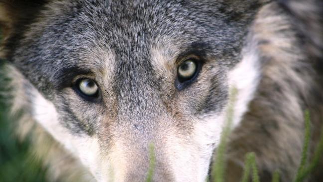 Wolf selten gesichtet im Kreis Leer
