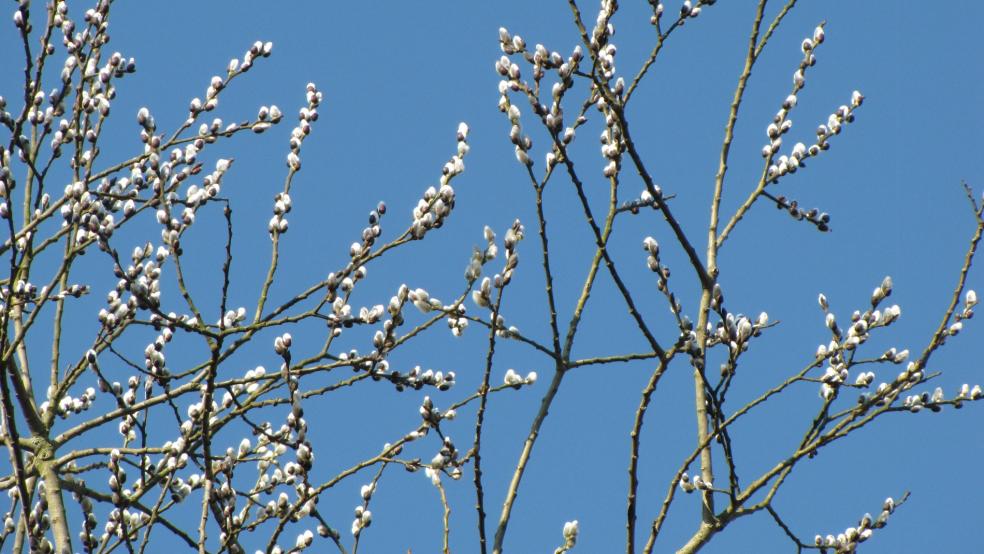 Blatt des Rundblättrigen Sonnentaus, klebrige Tröpfchen sind gut erkennbar. © Detlef Kolthoff