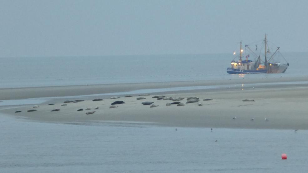 Auf den Seehundbänken der Insel Borkum (Archivbild) haben Urlauber die Tiere verscheucht. © Hanken