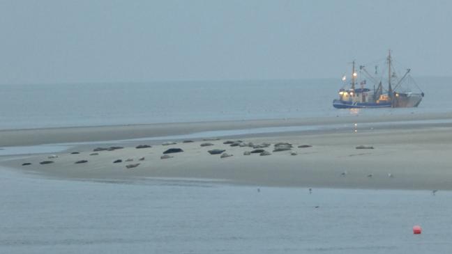 Urlauber verscheuchen Seehunde