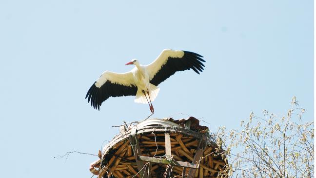 15 Jungstörche flogen aus