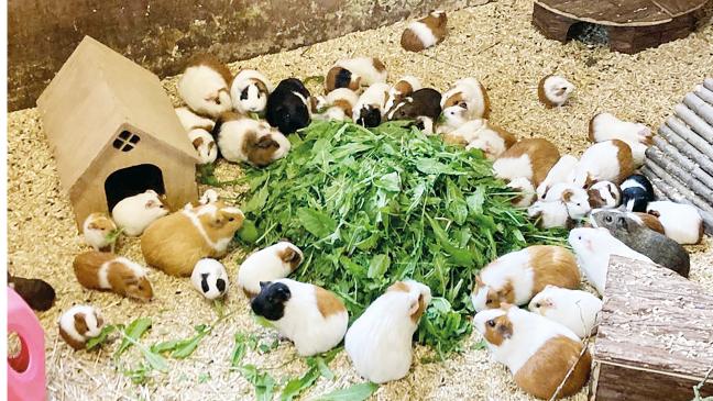 Meerschweinchen suchen ein neues Zuhause