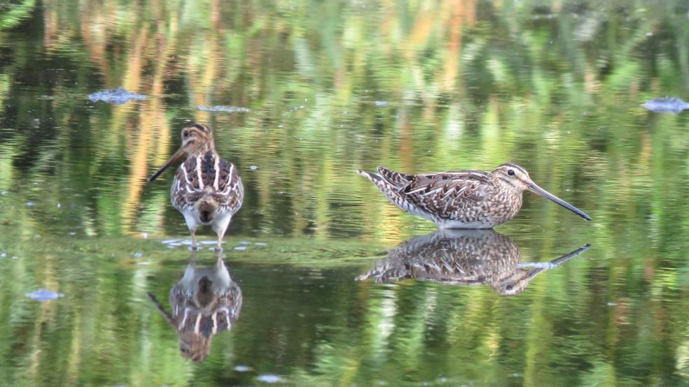 Bekassine an einem Weiher in Stapelmoorerheide. © Detlef Kolthoff