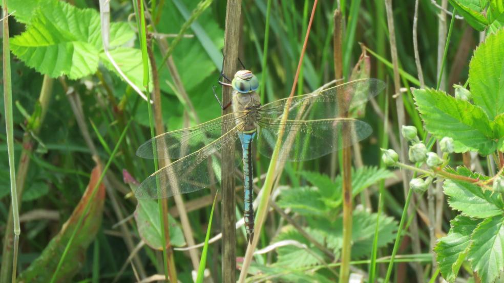 Männchen an einem Baggersee in Neermoor, ein auffallend bläuliches Exemplar. © Detlef Kolthoff