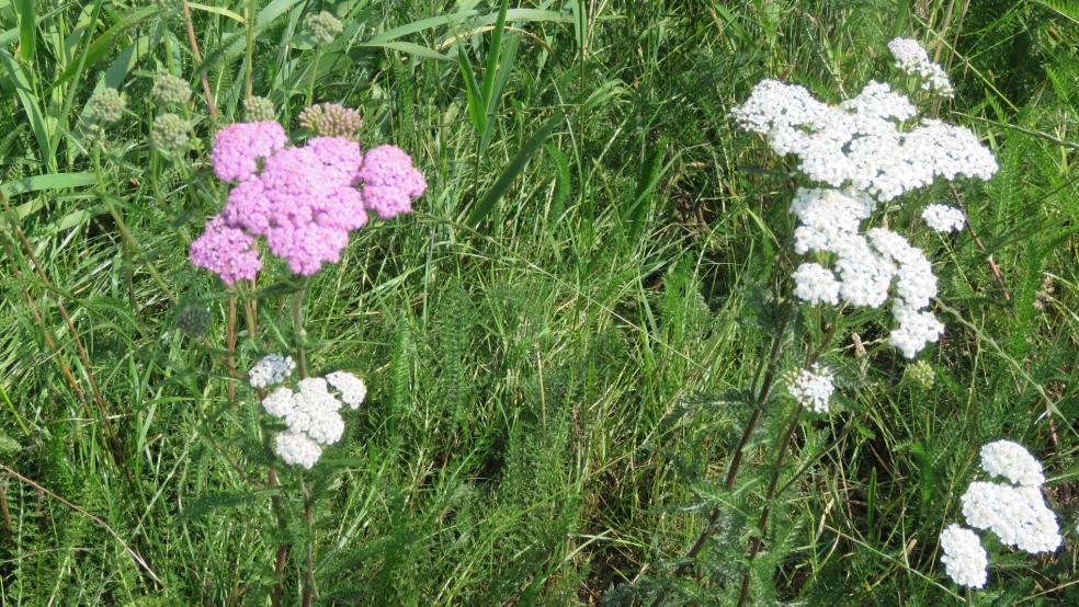 Schafgarbe mit der gängigen weißen und der selteneren rosafarbenen Blüte. © Detlef Kolthoff