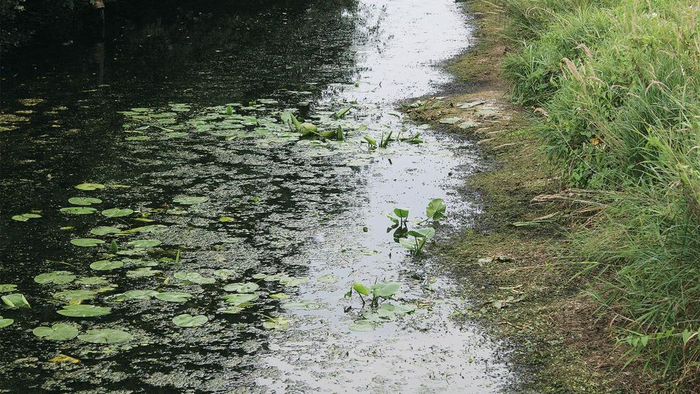 Im Dieler Siefltief ist der Wasserstand deutlich gesunken.  © Foto: Busemann