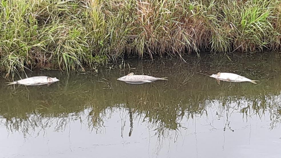 Im Sieltief hinterm jüdischen Friedhof in Jemgum treiben mehrere Fische leblos im Wasser. Die Fotos wurden der RZ von einem Leser zugeschickt.  © Foto: Privat
