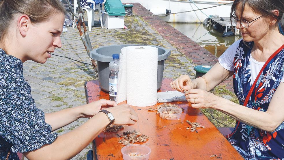 Krabbenpulen ist gar nicht so einfach - diese beiden Frauen zeigten im Museumshafen in Leer, wie man den Granat richtig aus der Schale befreit.  © Fotos: Ammermann