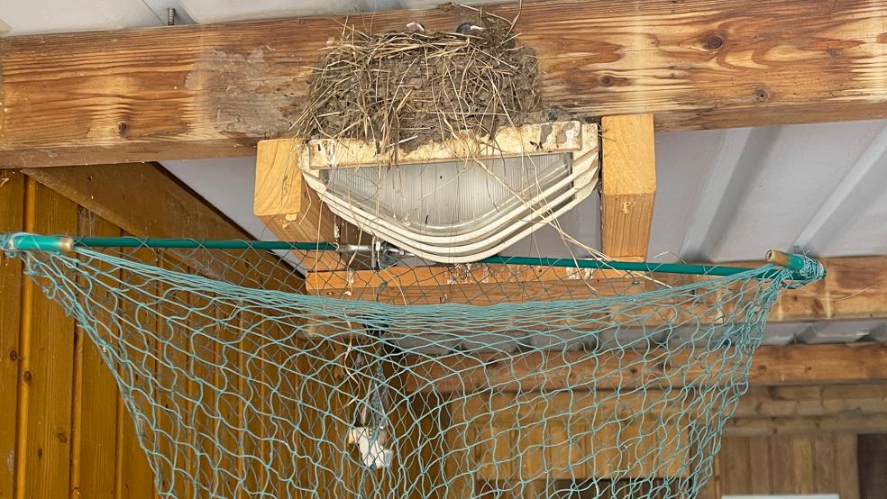 Das Sicherheitsnetz unterm Nest. © Foto: Bruins