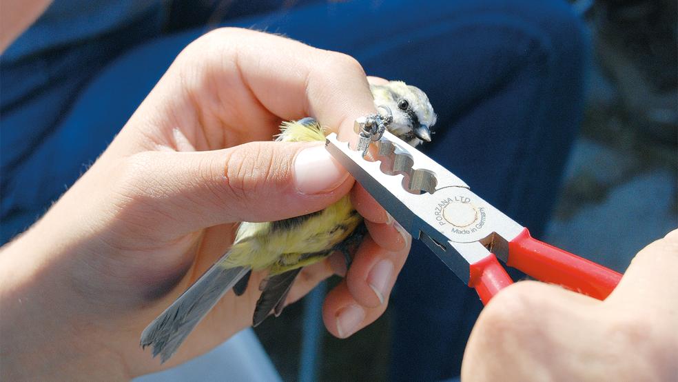 Filigranarbeit mit der Zange: Eine Blaumeise wird beringt.  © Fotos: Hoegen