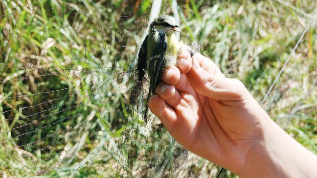 Junge Blaumeise in Coldam gefangen - und beringt
