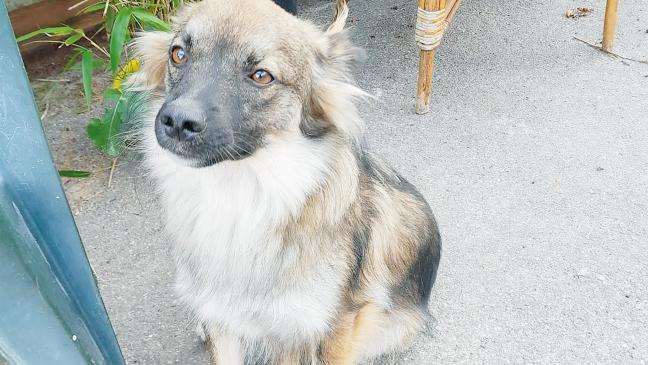 »Josh«: Ein Hund zum Knuddeln