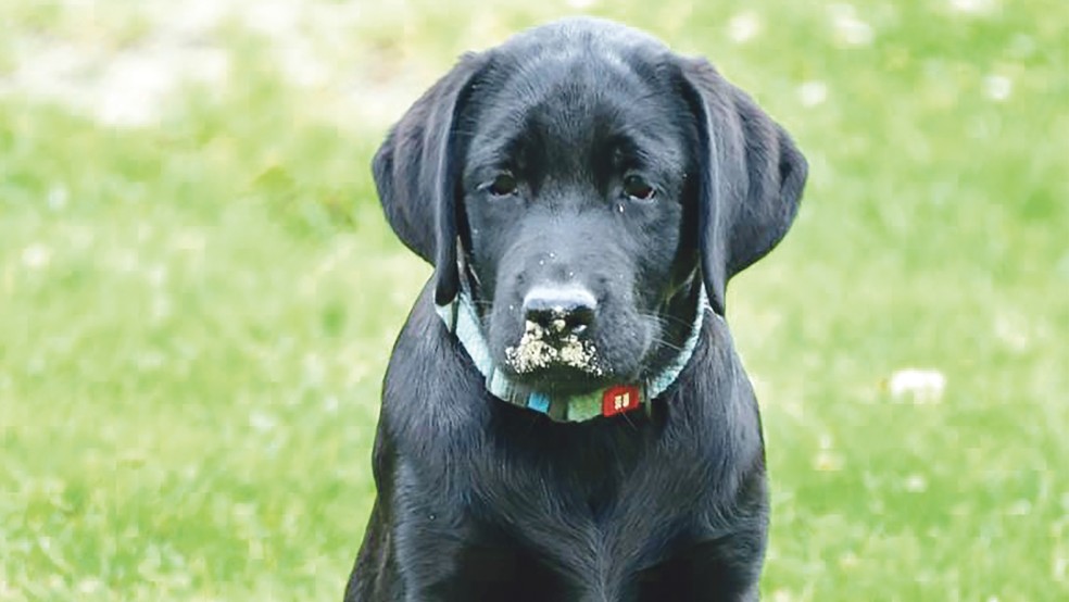 Dies ist einer der fünf Labrador- Welpen.  © Foto: Tierschutz