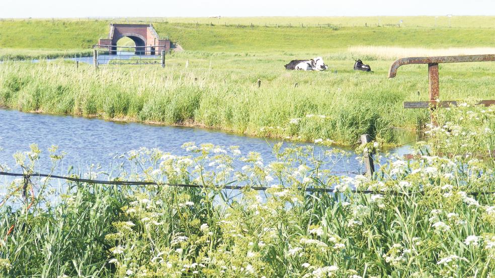 Hier treffen mehrere Interessen aufeinander, die vom Klimawandel betroffen sind - die Entwässerung durch das Dyksterhuser Tief, der Küstenschutz mit dem Dollartdeich, die Landwirtschaft mit den Viehweiden und der Naturschutz mit Flora und Fauna.  © Foto: Szyska